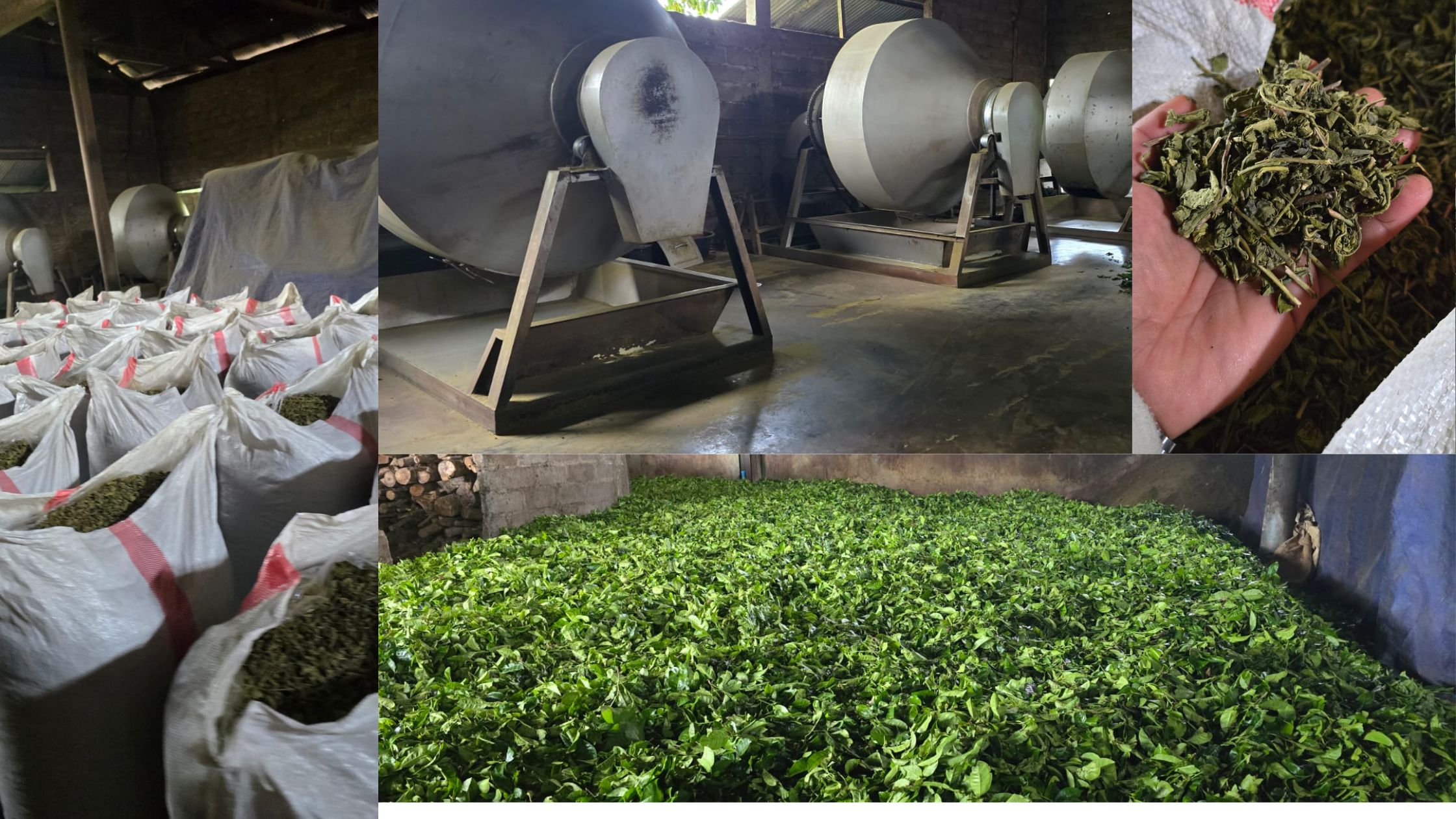 How We Maintain Consistent Quality for Every Green Tea Export Batch green tea export quality control