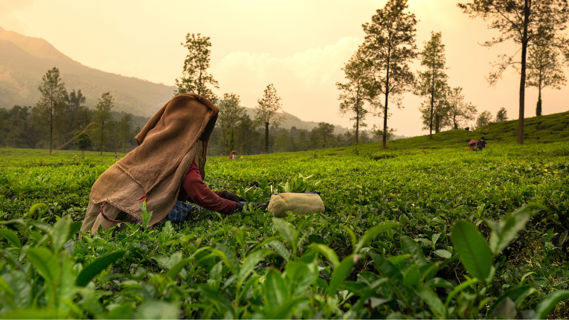 Premium Tea Indonesia_Background