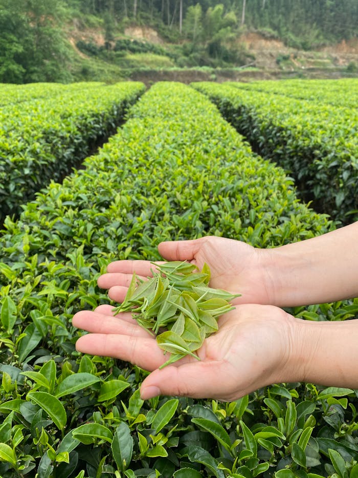 Close-up of hands holding fresh tea leaves in lush green tea fields, Guangxi, China.