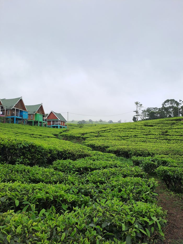 A serene tea plantation with vibrant farmhouses on an overcast day, capturing rural elegance.