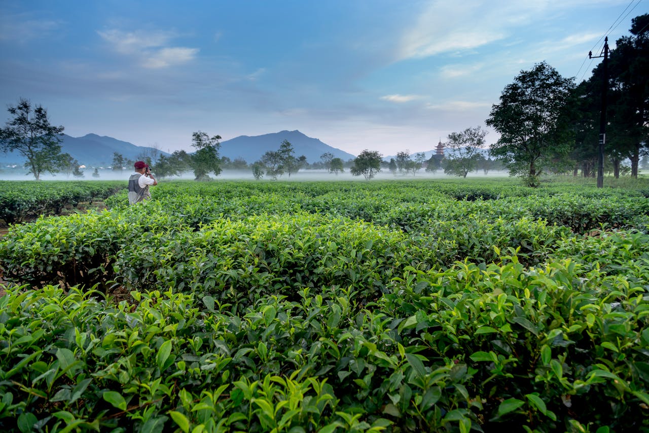 Serene tea plantation landscape with a person, morning mist, and mountains.