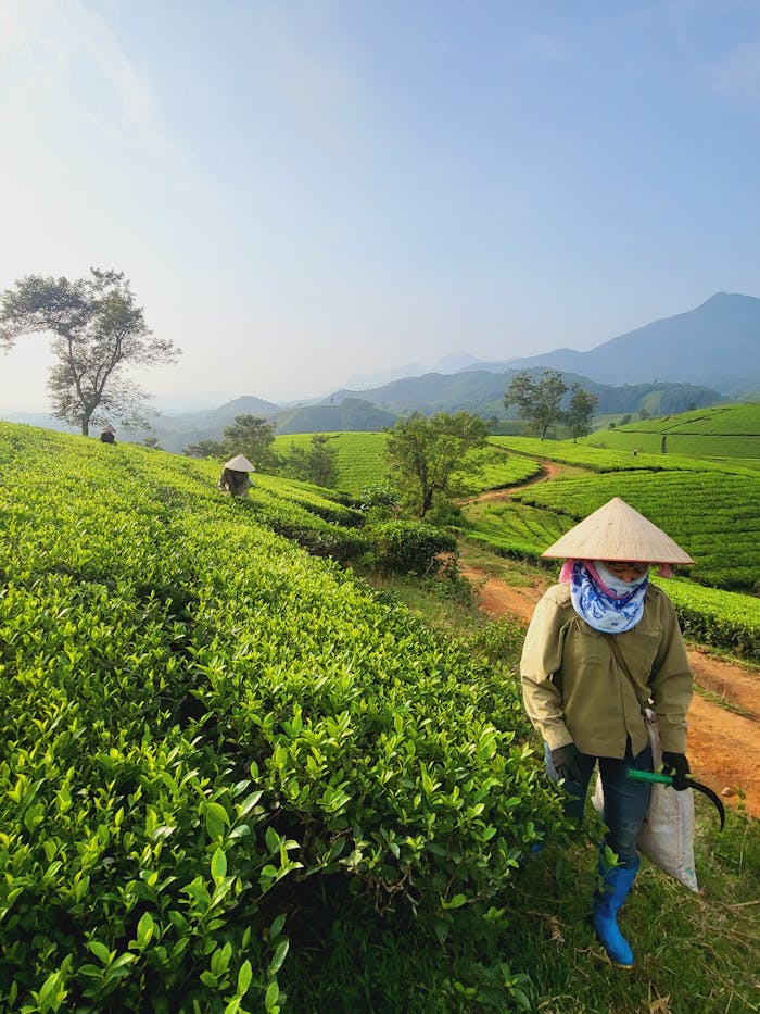 Beautiful landscape of a tea plantation in Vietnam with a farmer at work, capturing the essence of rural life.