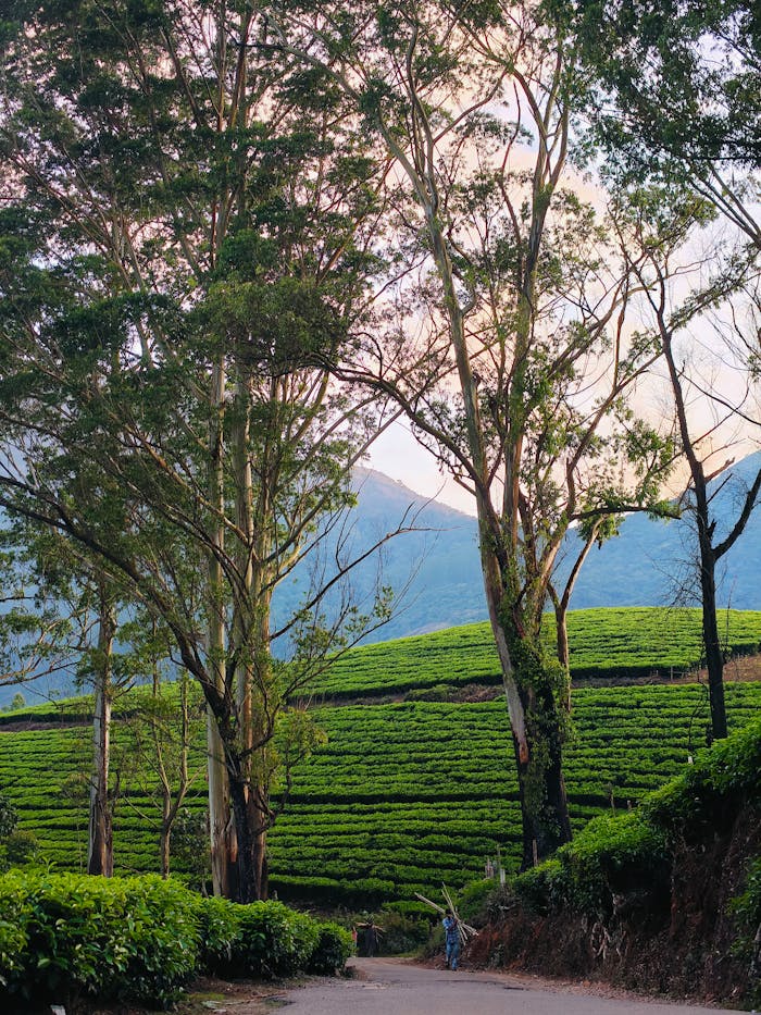 Explore the verdant tea plantations of Munnar, Kerala at sunrise with towering trees and picturesque hills.