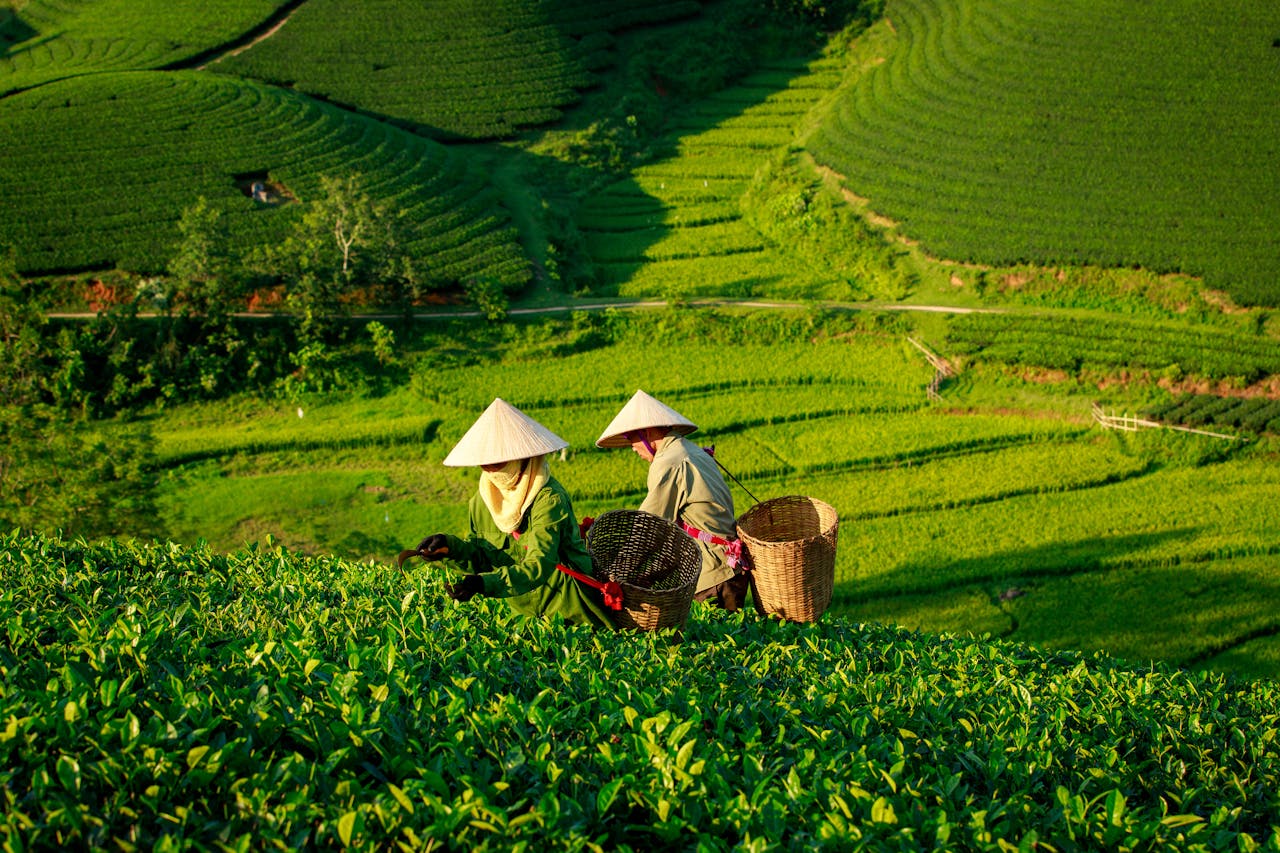 Farmers in traditional hats picking tea leaves in the verdant hills of Phú Thọ, Vietnam.