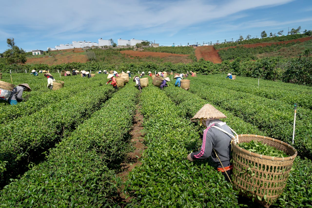 Farmers harvest tea on a bright day at a green plantation, showcasing sustainable agriculture.